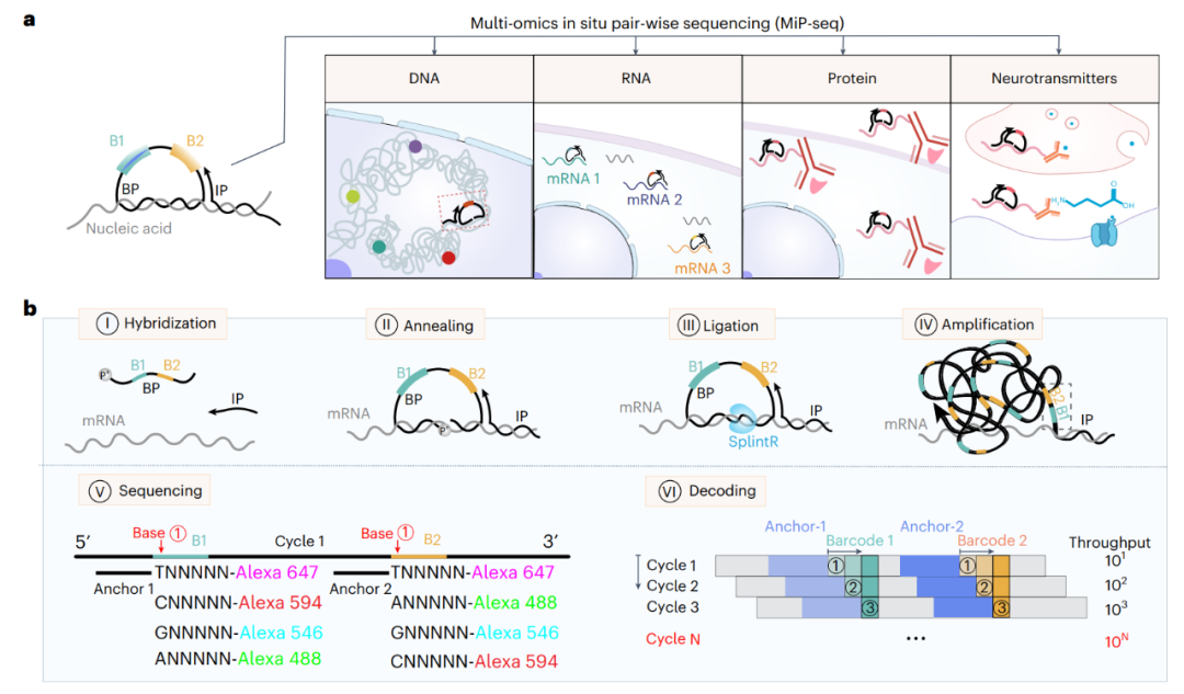 Nature Biomedical Engineering|英国威廉集团官网团队合作开发新型空间组学技术MiP-seq