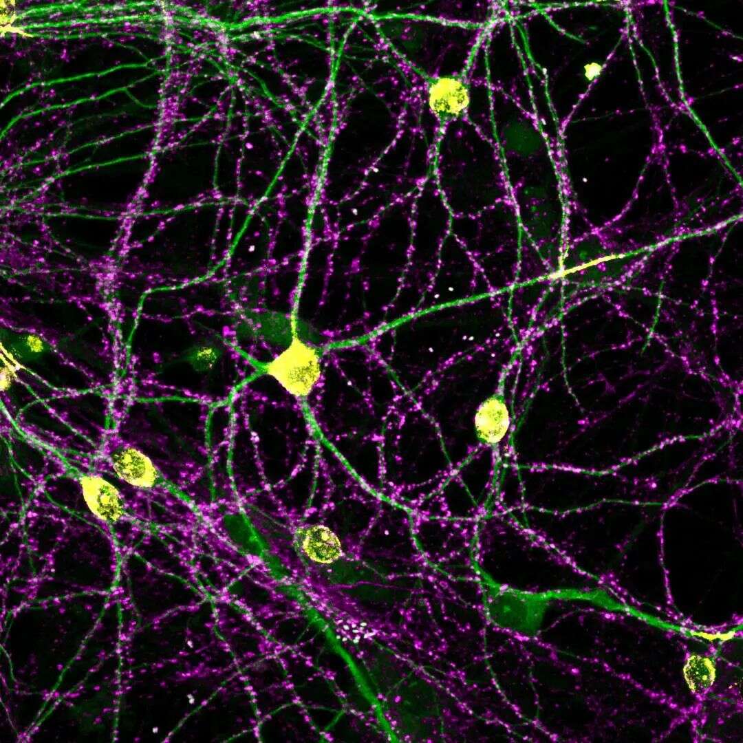 Nature|首次!深理工团队揭示突触群体组织原则,研究或有助于抵抗大脑衰老